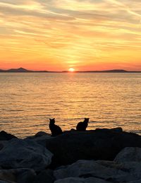 Silhouette ducks on rock by sea against sky during sunset