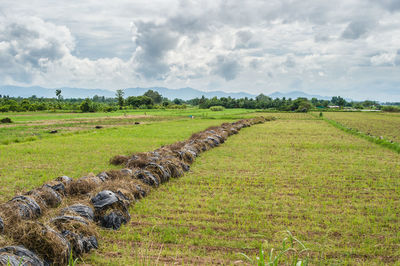 Scenic view of agricultural field against sky