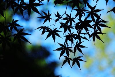 Close-up of maple leaves against sky