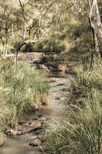 Scenic view of river flowing in forest