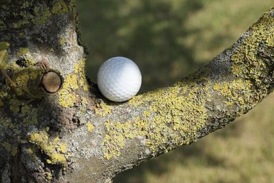 Close-up of ball on tree trunk