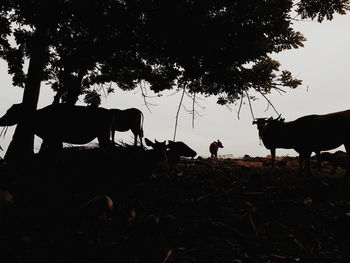 Silhouette of cows on field against sky