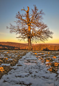 Lonely tree in the midle of nothing in nice light from the sunset .. and golden nugets  everywhere