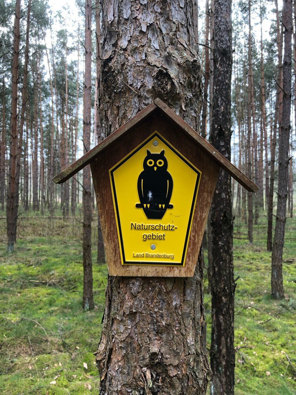 tree, tree trunk, trunk, land, plant, forest, communication, nature, yellow, day, text, sign, information, guidance, no people, representation, growth, information sign, focus on foreground, outdoors