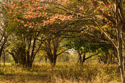 Trees in park