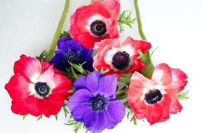 High angle view of multi colored bouquet on plant