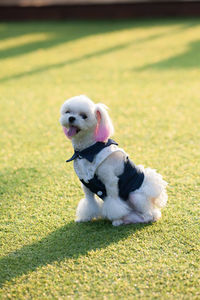Portrait of a dog on field