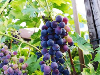 Close-up of grapes in vineyard