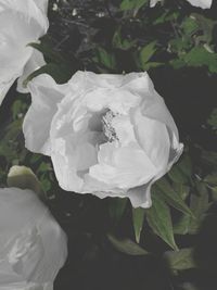 Close-up of white flower