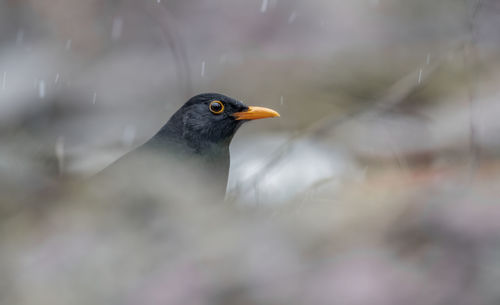 Close-up of bird perching