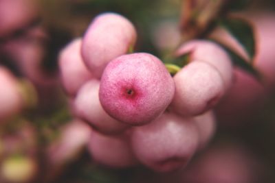 Close-up of hand on pink berries