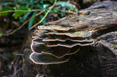 Close-up of mushroom growing on land