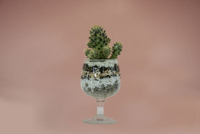 Close-up of potted plant on glass against white background
