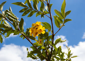 Low angle view of yellow flowering plant against sky