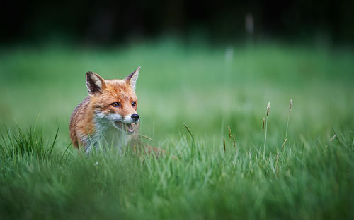 Cat on grassy field