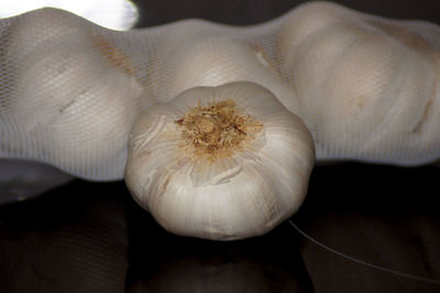 Close-up of white flower