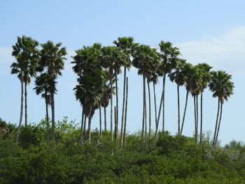 Low angle view of palm trees against sky