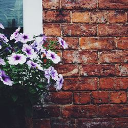 Flowers growing on a tree