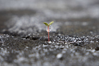 Close-up of small plant growing on land