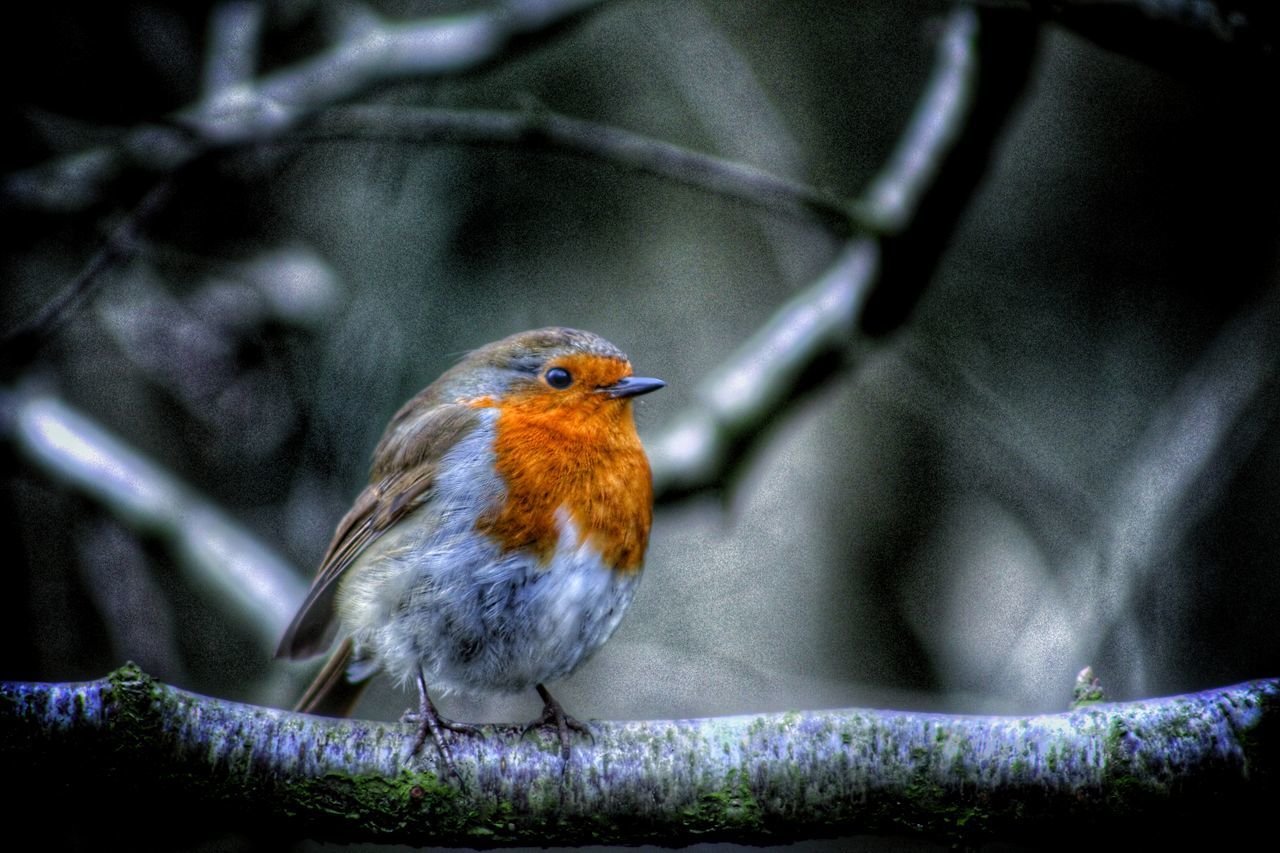 Christmas robin