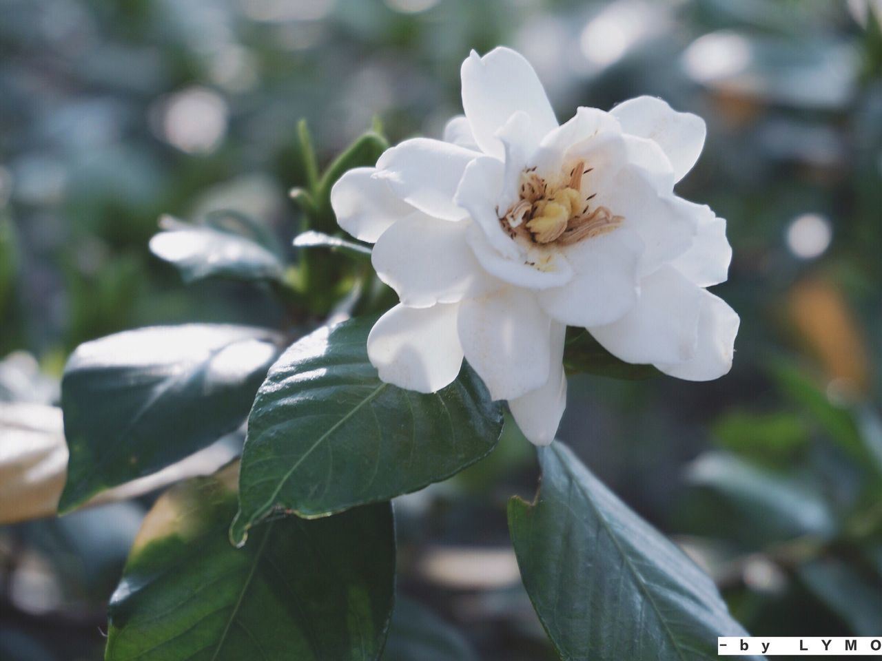 CLOSE-UP OF WHITE FLOWERS BLOOMING ON TREE