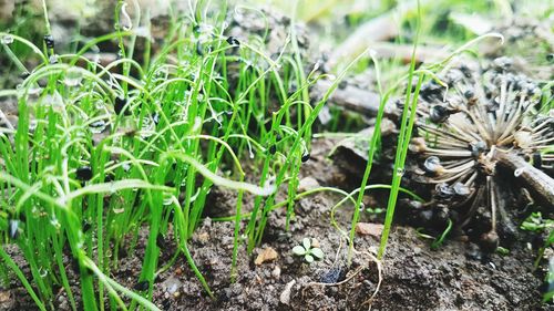 Close-up of fresh corn plants on field