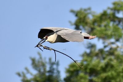 Low angle view of a black-crowned night heron flying with a stick in his mouth