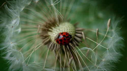 Close-up of ladybug on flower