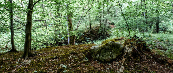 Trees in forest