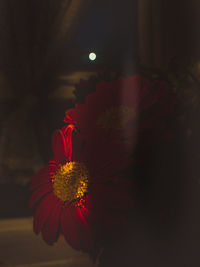 Close-up of red flowering plant at night