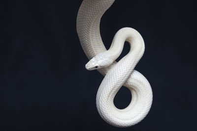 Close-up of a lizard against black background