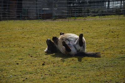 View of a horse on field