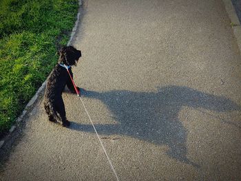 High angle view of black dog on pathway by grass in park