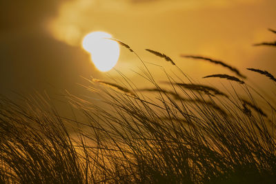 Close-up of wheat growing on field