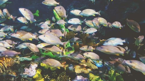 Close-up of fish swimming in sea