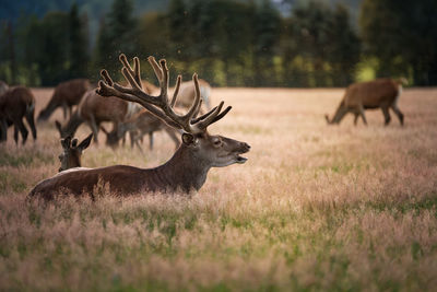 Deer in a field