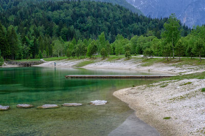 Scenic view of lake in forest