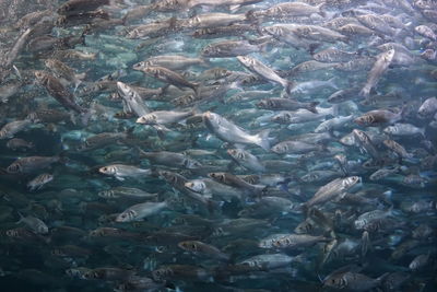 Fish swimming in water