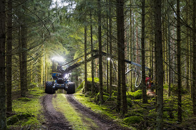 Feller buncher working in forest