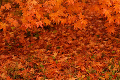 Close-up of maple tree during autumn