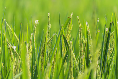 Close-up of crops growing on field