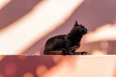 Portrait of a black cat sitting in the shadow.