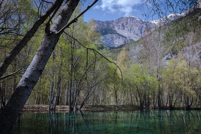 Scenic view of lake by trees in forest