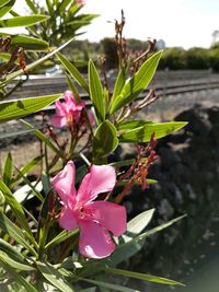 Close-up of pink flower blooming in garden