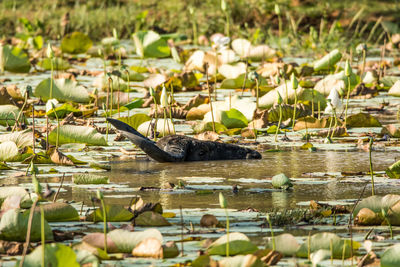 View of birds in lake