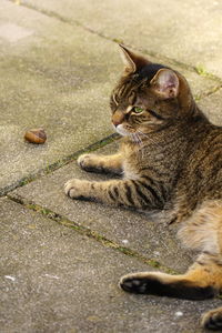 Close-up of a cat