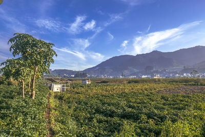 Scenic view of agricultural field against sky