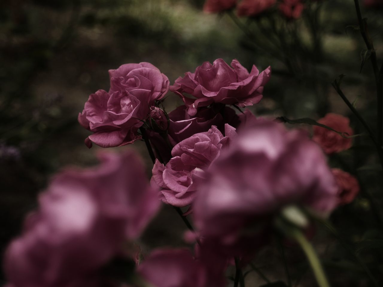 CLOSE-UP OF PINK ROSE FLOWER