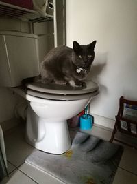 Portrait of cat in bathroom