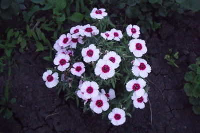 High angle view of pink flowers blooming outdoors